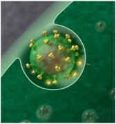 mBio：强效母体HIV抗体不能有效地让婴儿免受HIV感染