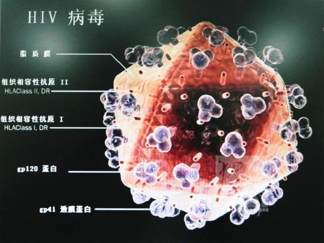 艾滋病毒能活多久_艾滋病毒感染者的未来_艾滋病毒