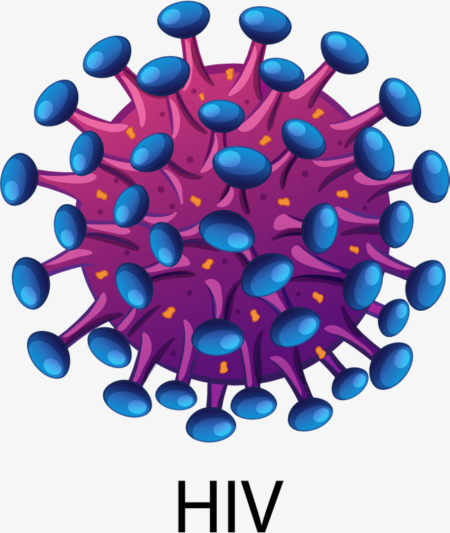 HIV病毒的结构是什么？