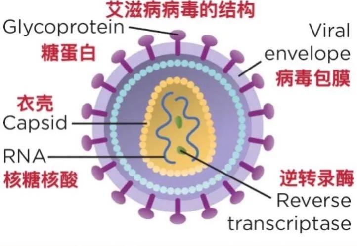 美国科学家首次破解艾滋病病毒“衣壳”秘密，如同黑暗中看到“拂晓的光亮”