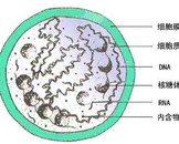 肺炎支原体感染的治疗方法插图