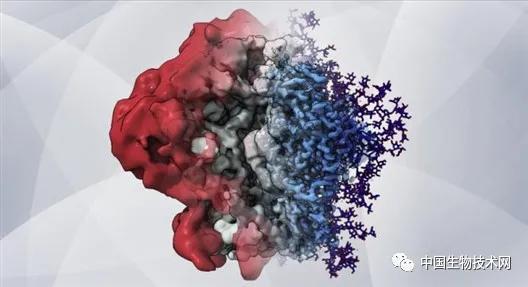 这是一幅基于低温电子显微镜和计算机模拟的艺术图，展示了聚糖如何创建一个屏障，帮助艾滋病毒躲避免疫系统的攻击。图片来源：Zachary Berndsen