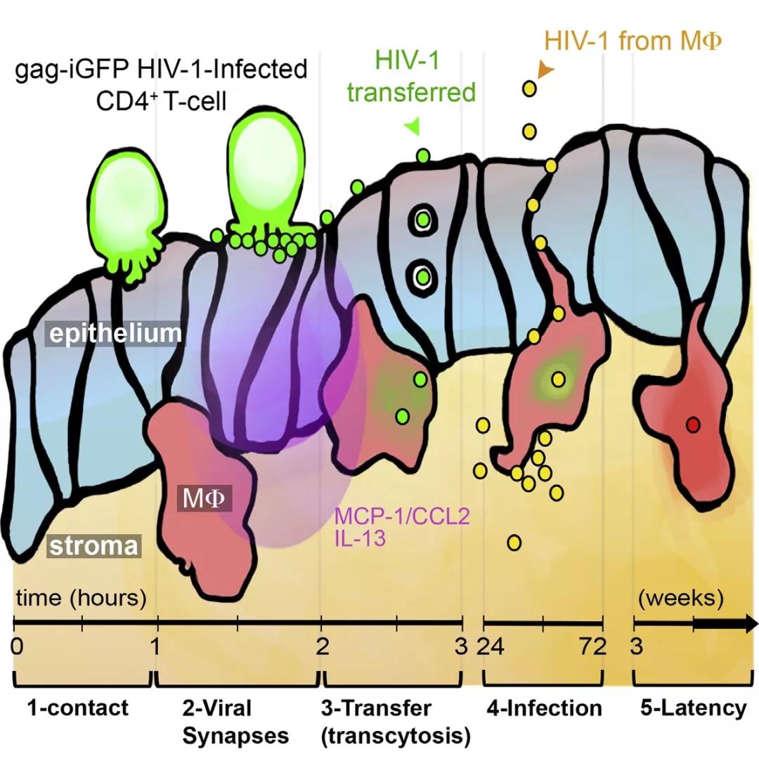 hiv病毒