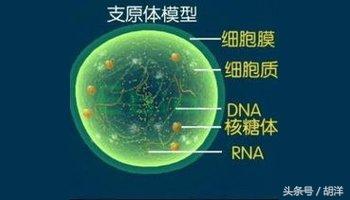 一年内反复支原体感染，支原体到底是个什么东西？