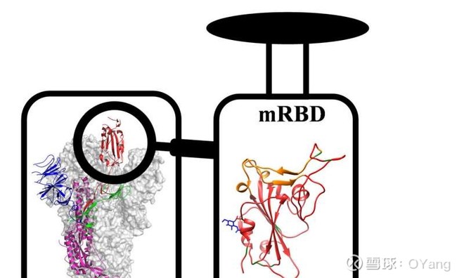 生物前沿|开发针对新冠病毒和艾滋病的有效疫苗