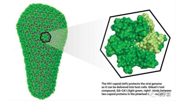 人类免疫缺陷病毒（HIV）衣壳蛋白之漫漫征程