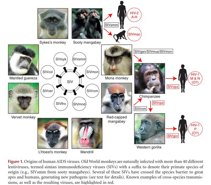 艾滋病病毒，最初只寄生在非洲黑猩猩身上，后来如何传染到人类？