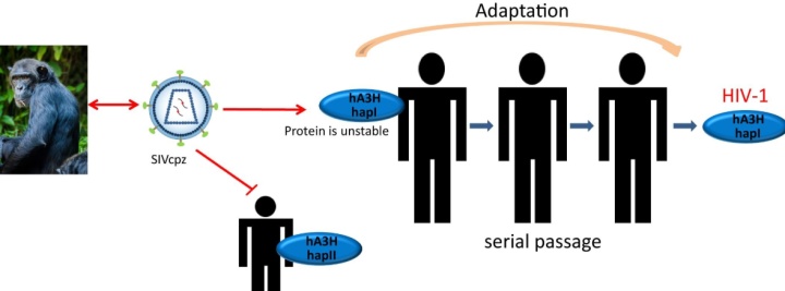 hiv病毒