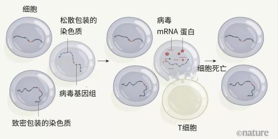 图1|精英控制者对休眠HIV的选择。一小部分HIV携带者可以在不需要抗逆转录病毒治疗（ART）的情况下控制病毒。Jiang等人[4]用证据表明，这些精英控制者体内的病毒DNA会整合进宿主基因组。在一些病毒基因组的整合位点上，宿主DNA与蛋白被松散包装进染色质，这意味着可以发生转录。在其他病毒DNA整合的宿主位点上，转录会受到抑制，因为那里的染色质包装更致密。免疫T细胞能高效靶向转录病毒（产生病毒信使RNA和蛋白）的细胞——这种应答只出现在精英控制者体内。随着这些细胞被杀死，一个由深度潜伏的HIV基因组组成的小细胞库逐渐在演化过程中被选择。