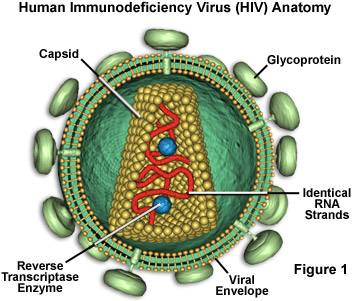 hiv是什么_hiv病毒_hiv