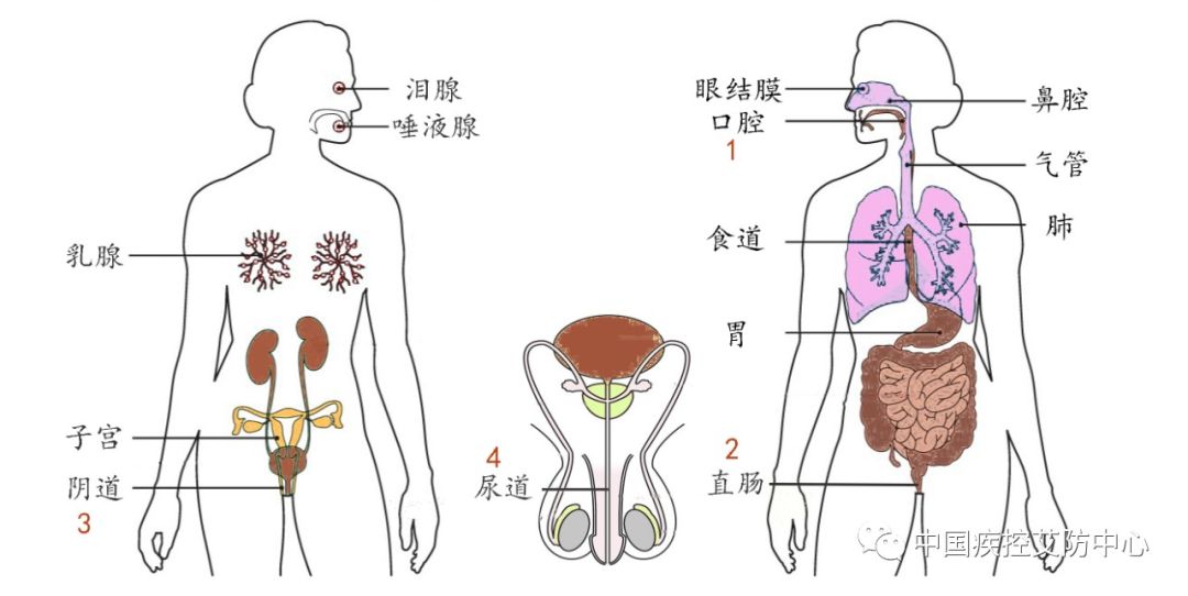 艾滋病病毒