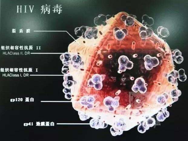 hiv病毒