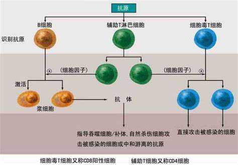 艾滋病病毒