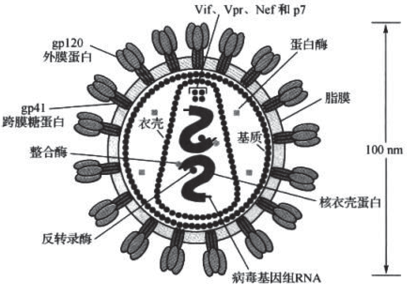 hiv病毒是什么_hiv病毒_hiv病毒是什么病毒