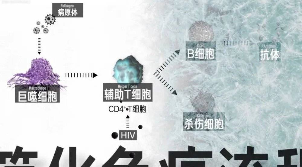 hiv病毒