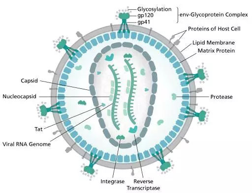 hiv病毒