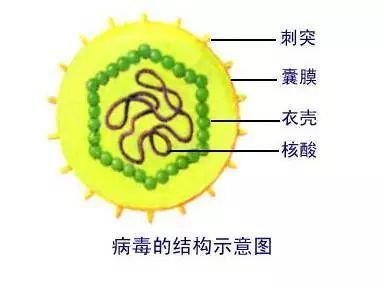 支原体感染