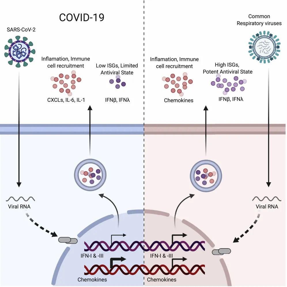 hiv病毒是什么_中药杀hiv病毒_hiv病毒