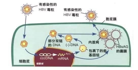 hiv病毒_hiv病毒是什么_中药杀hiv病毒