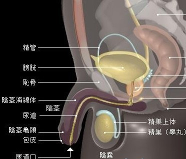 女性警惕遭遇支原体感染   女性得支原体感染的原因