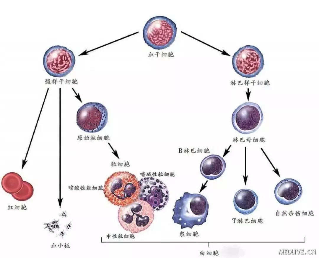 艾滋病能治愈吗_艾滋病治愈_艾滋病 未来治愈