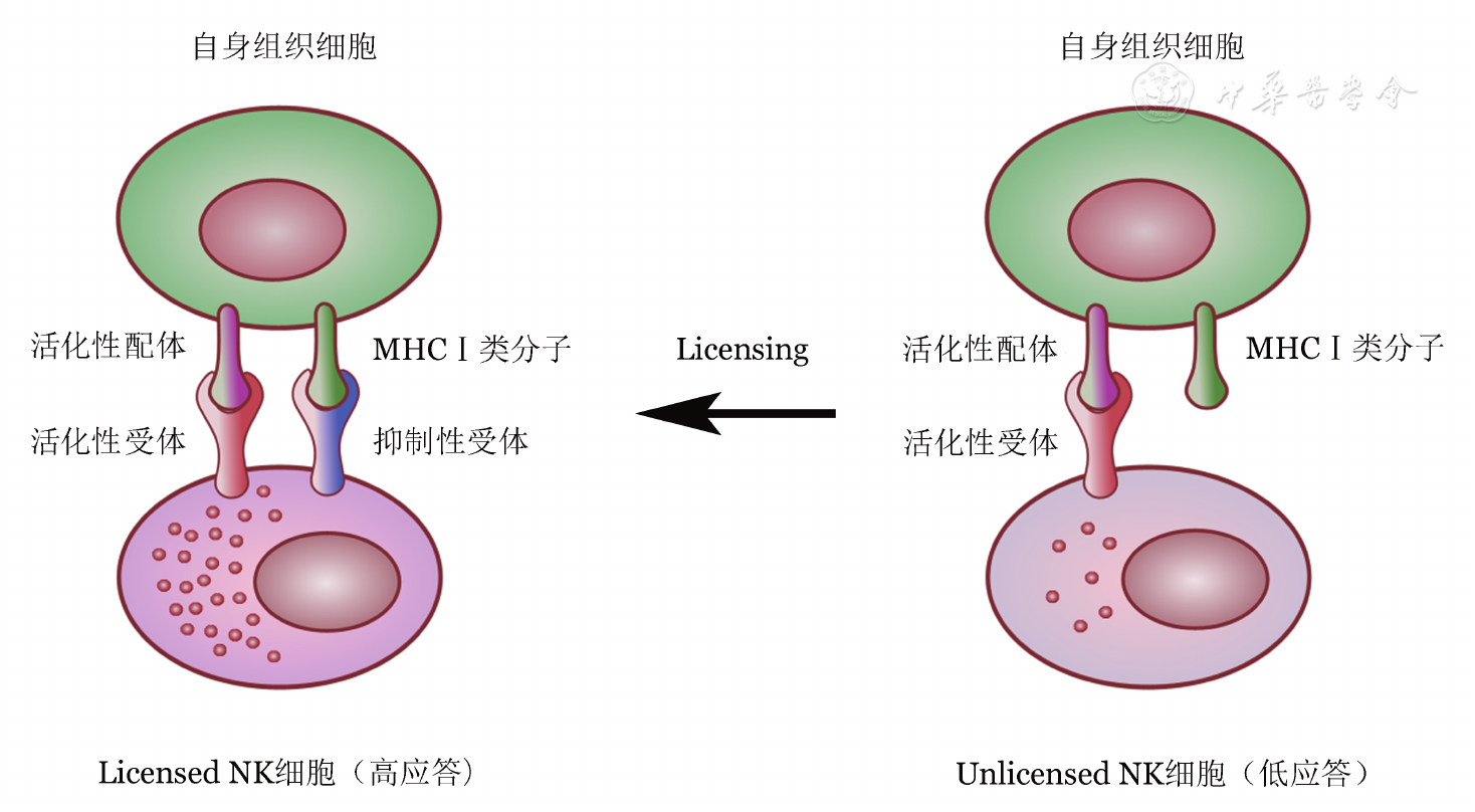 艾滋病治愈_早期艾滋病能治愈吗_艾滋病是能治愈吗?