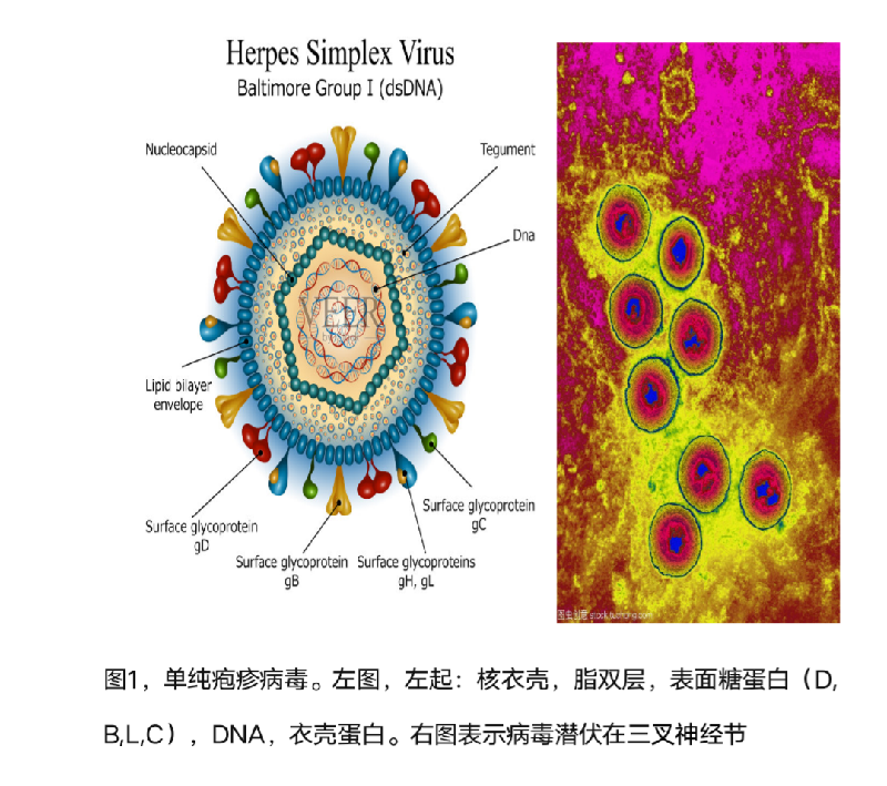 hiv病毒症状_hiv病毒_hiv病毒是什么病毒