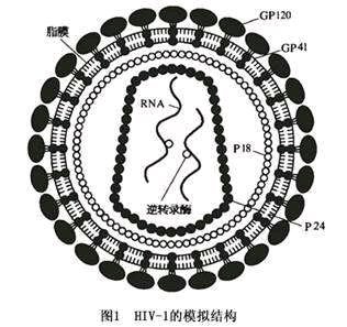 hiv病毒