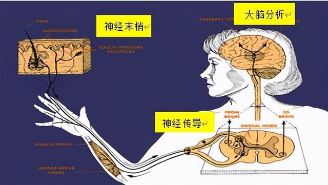 生殖器疱疹怎么根治_生殖器疱疹_怎样治疗生殖器疱疹