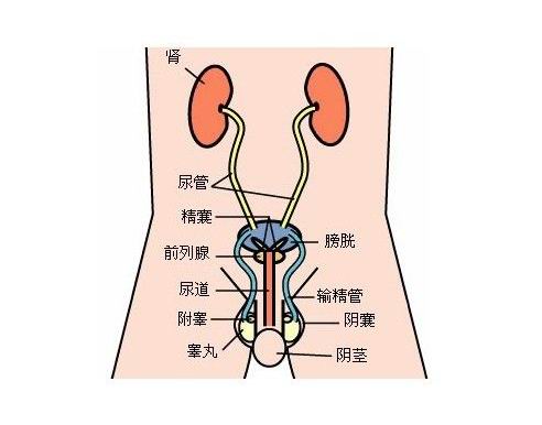 支原体感染的治疗_支原体感染_支原体感染怎么治疗