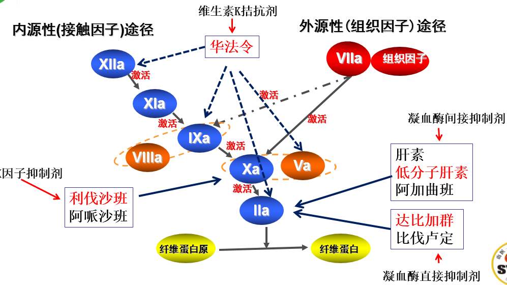 肺炎性支原体感染_支原体感染_衣原体支原体感染