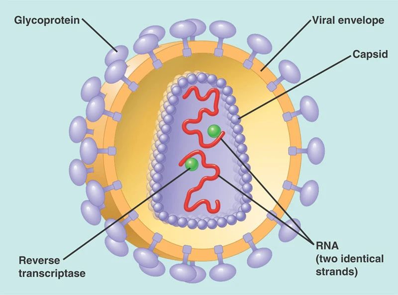 HIV病毒衣壳不仅只有保护作用，更在病毒感染和复制中不可或缺