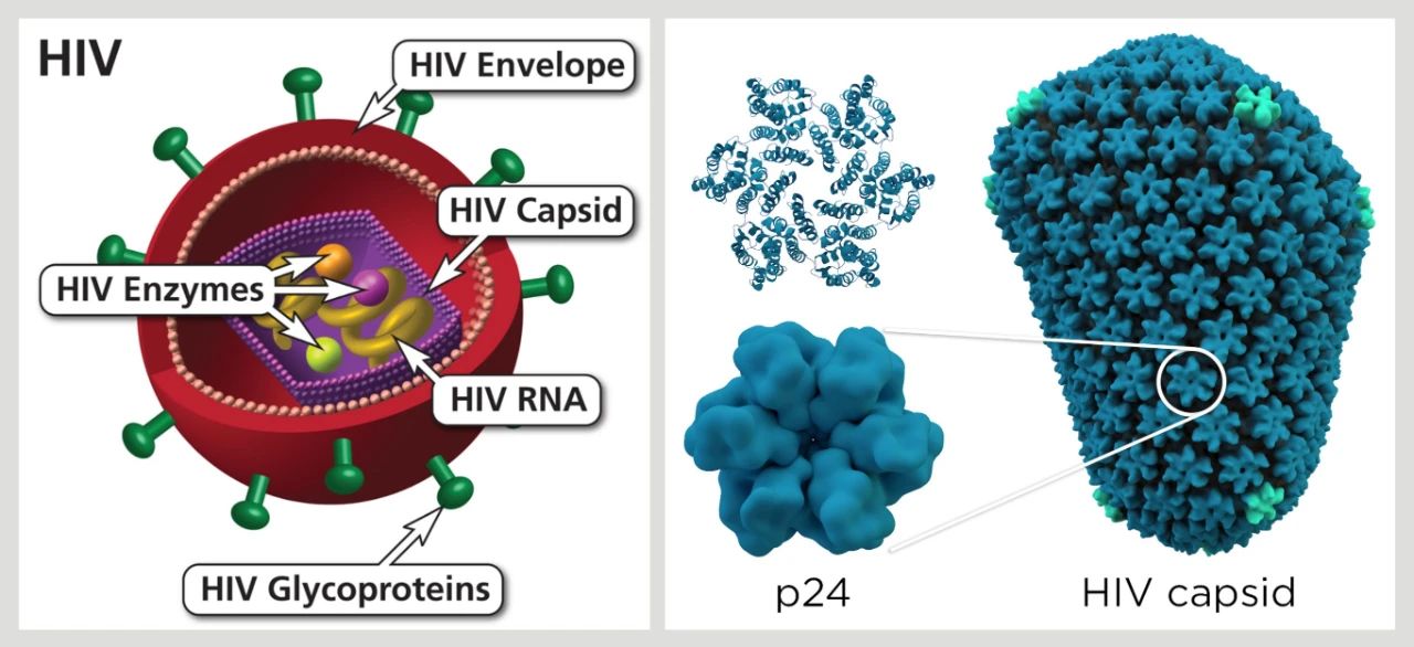 HIV病毒衣壳不仅只有保护作用，更在病毒感染和复制中不可或缺