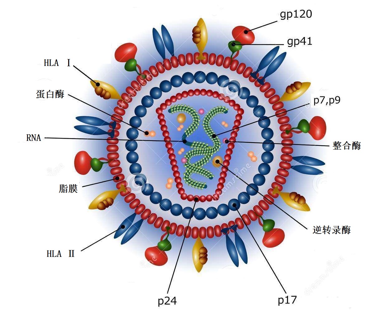 hiv病毒
