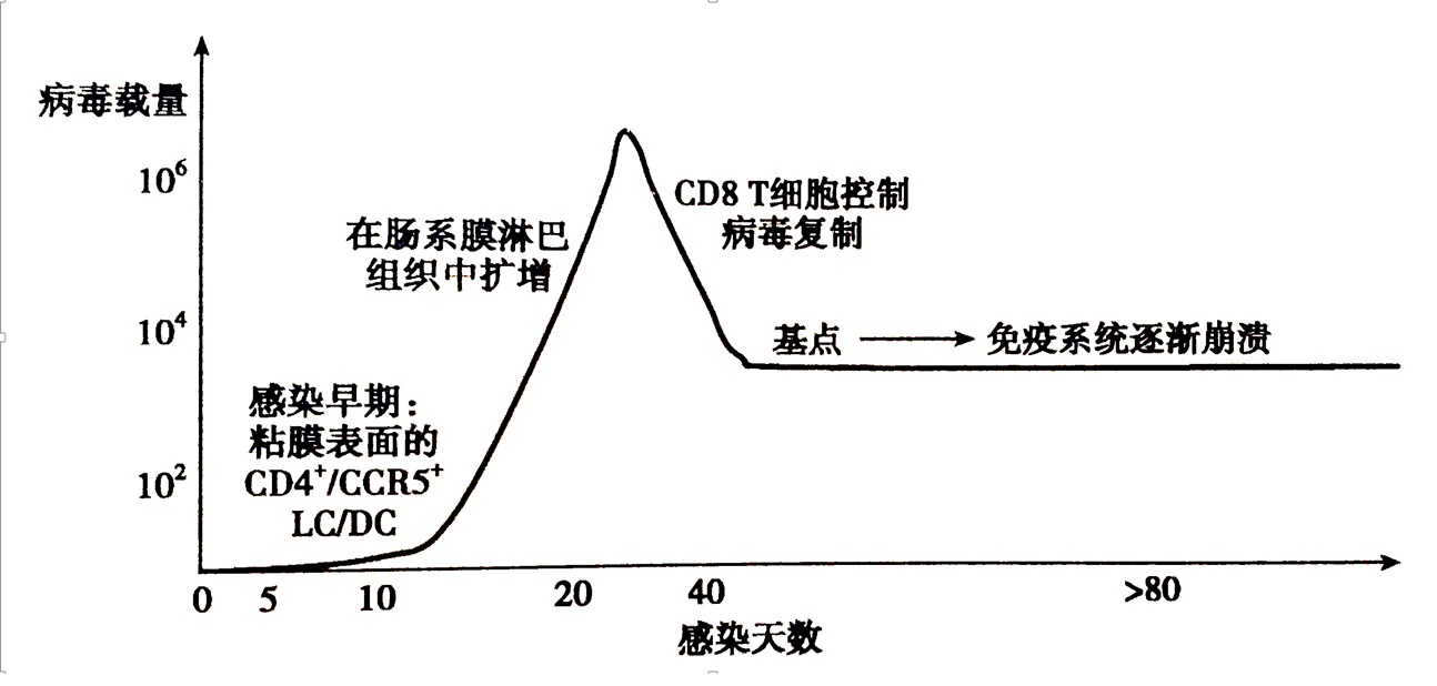 hiv病毒