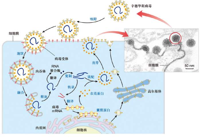 hiv病毒_hiv病毒_hiv病毒是什么