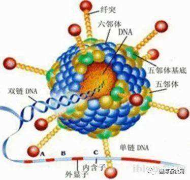 艾滋病病毒传播途径_艾滋病病毒 接吻_艾滋病病毒