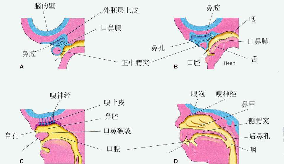 软下疳_软下疳症状_什么是软下疳