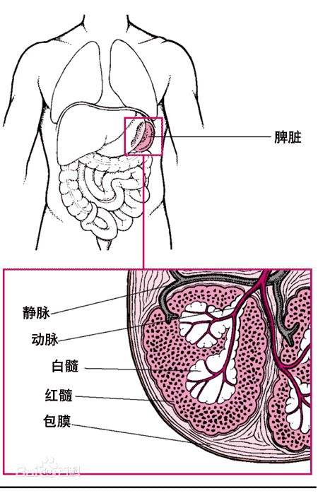 软下疳_软下疳症状_软下疳的治疗