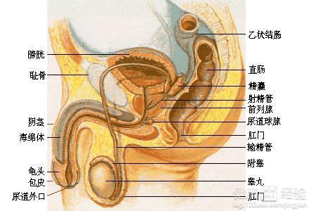 生殖器疱疹怎么办_生殖器疱疹 症状_生殖器疱疹