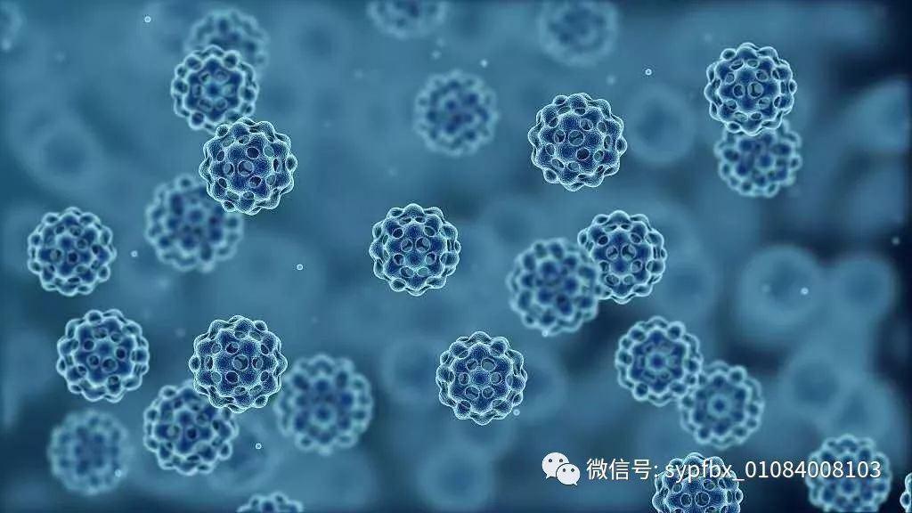 生殖器疱疹 根治_生殖器疱疹 症状_生殖器疱疹