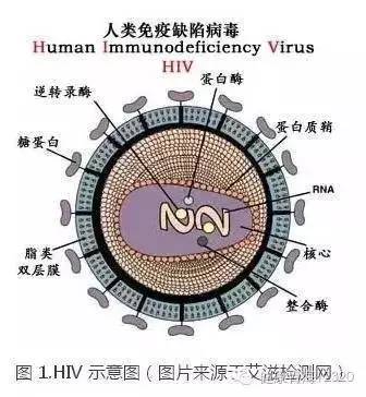 aids_aids.edugd.cn_aids是什么意思