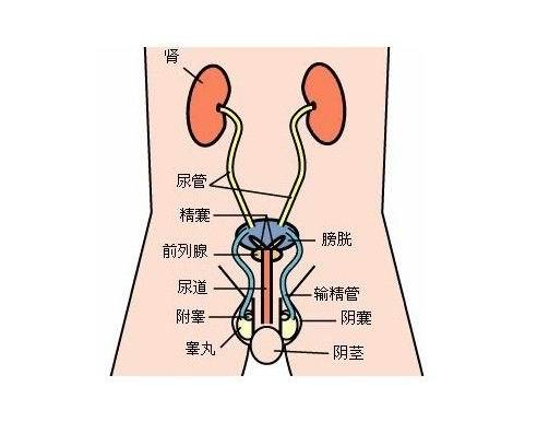 支原体是什么（什么是支原体尿路感染疾病呢）