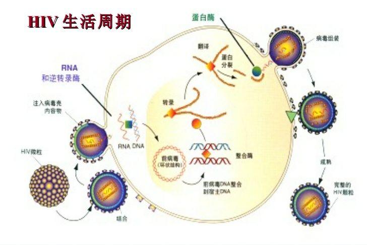 副流感病毒是dna病毒还是rna病毒_艾滋病病毒_准信艾滋试纸有病毒吗