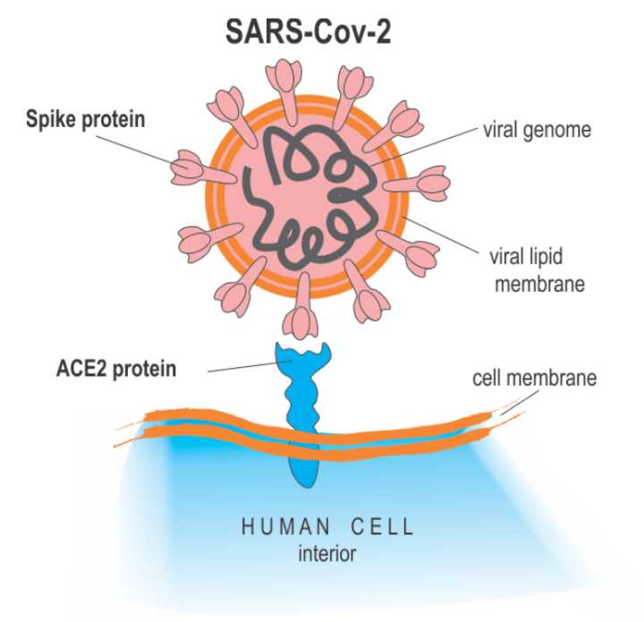 hiv病毒_eb病毒和hiv病毒一样么_感染的hiv病毒有耐药株