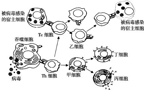 HIV病毒是如何摧毁人体免疫系统的？