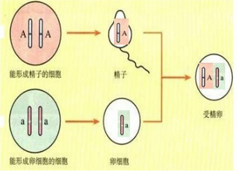 支原体性病感染眼睛_女性支原体阳性感染_支原体感染