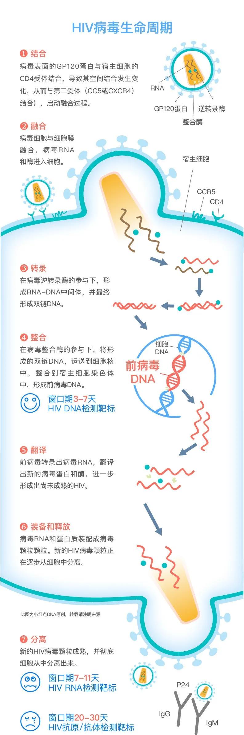 hiv病毒