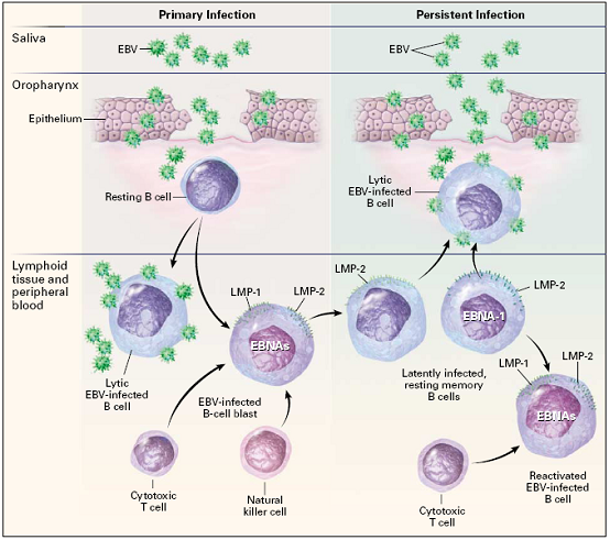 hiv病毒是什么_hiv病毒_igg hiv病毒