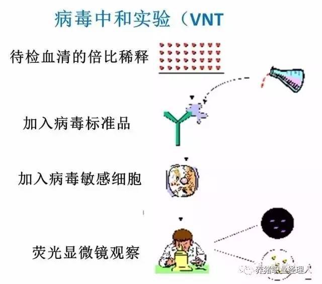 hiv病毒是什么_igg hiv病毒_hiv病毒